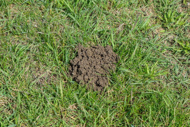istock The mounds of soil left by the mole 665438068