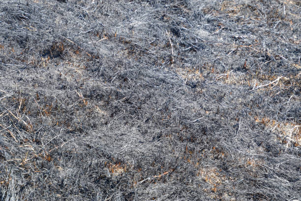 istock Ashes from the burned grass on the soil. After the fire, the landscape 665438088