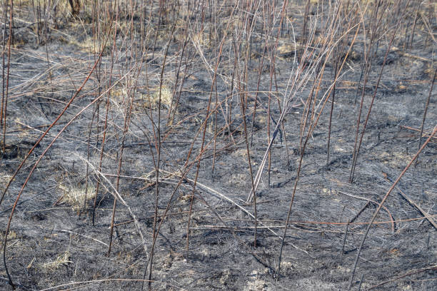 istock Ashes from the burned grass on the soil. After the fire, the landscape 665438092