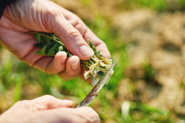istock Harvesting dandelion greens 665439038