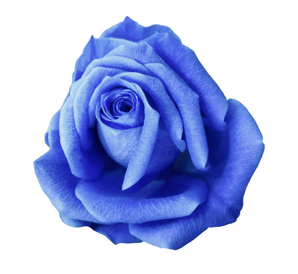 istock blue rose flower  white isolated background with clipping path.  Closeup.  no shadows. Nature. 665439444