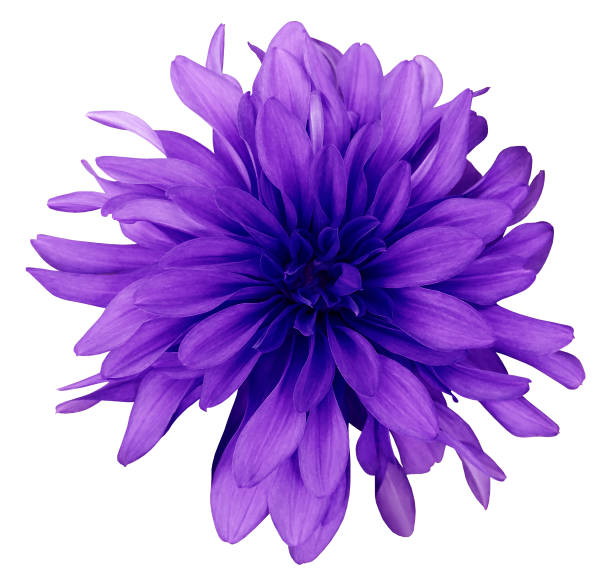 istock Dahlia blue-violet flower white  background isolated  with clipping path. Closeup. with no shadows. Nature. 665439700
