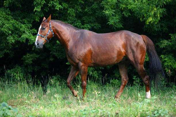 istock Thoroughbred horse walks against summer woods 665442108