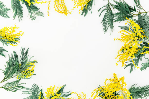 istock Round frame made of yellow mimosa on white background. Flat lay, top view. 665444706