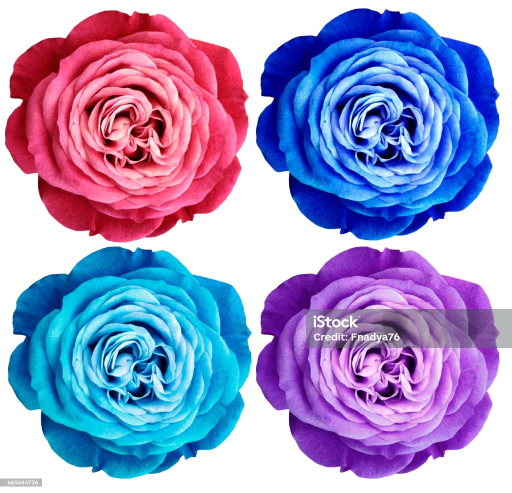 Rosa Rojo Azul Turquesa Violetablanco Flores Color De Rosa Fondo Blanco Aislada Con Trazado De Recorte Primer Plano Sin Sombras Naturaleza Foto de stock y más banco de imágenes de Adulto - Rosa Rojo Azul Turquesa Violetablanco Flores Color De Rosa Fondo Blanco Aislada Con Trazado De Recorte Primer Plano Sin Sombras Naturaleza Foto de stock y más banco de imágenes de Adulto -