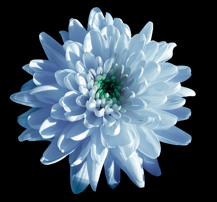 blue-white flower chrysanthemum, garden flower, black  isolated background with clipping path.  Closeup. no shadows. green centre. Nature.