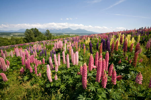 istock Lupine and 10 wins-mountain 665449560