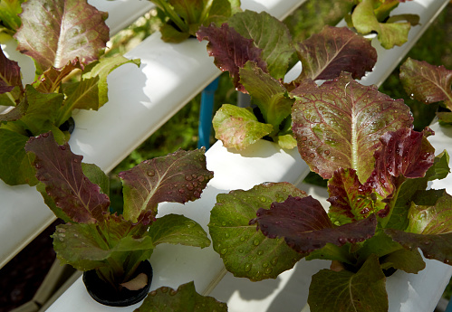 Cultivo hidropónico orgánico de hortalizas photo