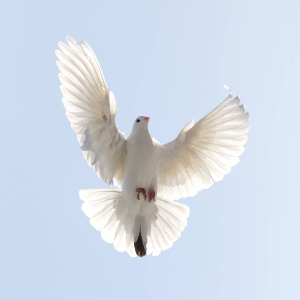 istock dove in flight in the sky 665456684