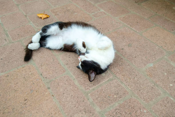 Abandoned cat on the streets of Lesbos, Greece