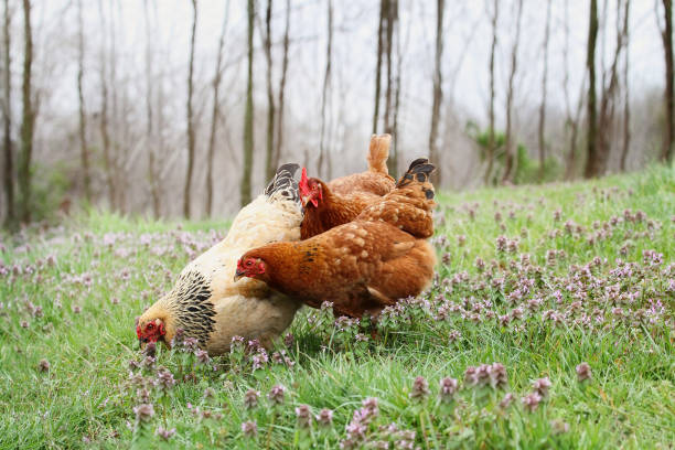 Free range organic chickens in springtime Free range organic chickens foraging in the springtime. Extreme shallow depth of field with selective focus on buff colored hen. rhode island red chicken stock pictures, royalty-free photos & images