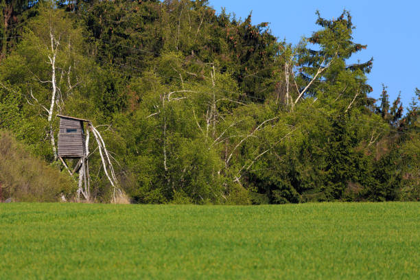 istock Wooden Hunters High Seat, hunting tower 665459796