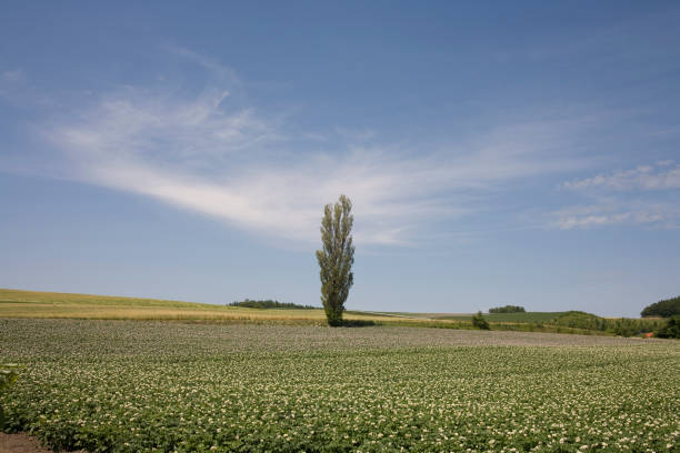 Blooming potato Hill and Poplar
