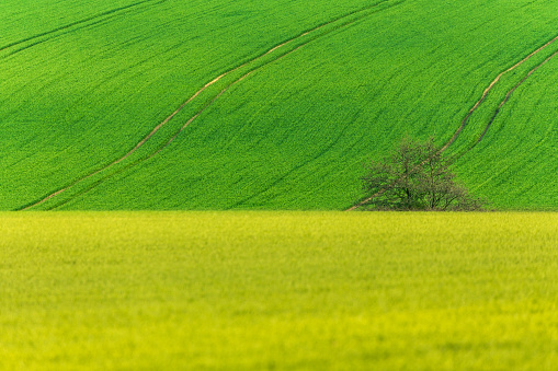 Yellow and green spring field, Springtime rural countryside scene