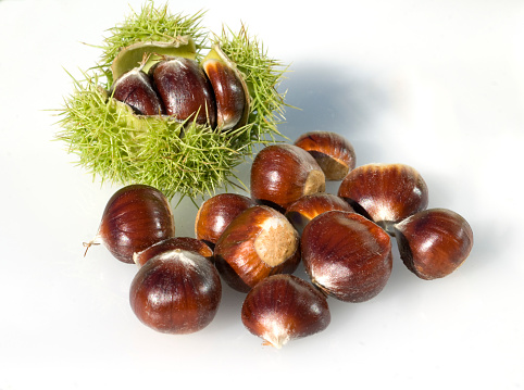 Castanea; sativa; Chestnuts