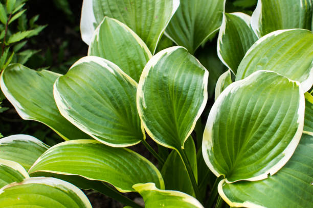 istock Bright ornamental green hosta plant leafs 665470436