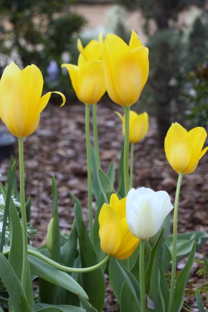 istock Yellow and White Tulips in Spring 665470950