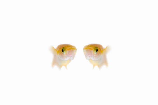 Medaka, oryzias latipes