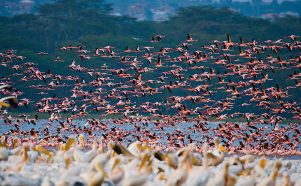 Flamingos in flight. Kenya. Africa. Flamingos in flight. Kenya. Africa. Nakuru National Park. Lake Bogoria National Reserve. An excellent illustration. lake bogoria stock pictures, royalty-free photos & images