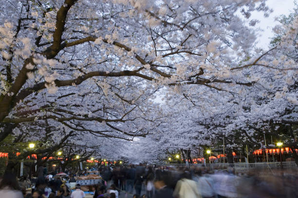 istock Sakura Ueno Park blooms 665476726