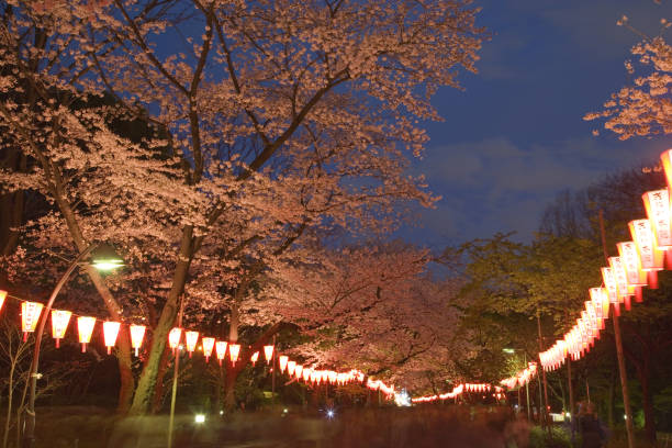 istock Sakura Ueno Park blooms 665476766
