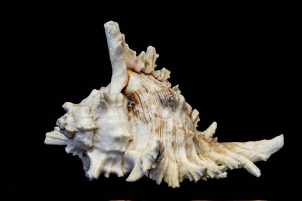 istock Sea beautiful unusual shell on a black background 665482766