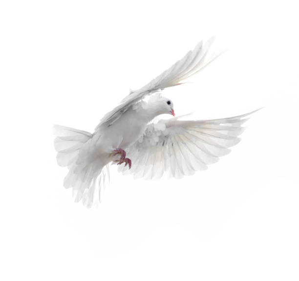 istock A free flying white dove isolated on a white background 665483164