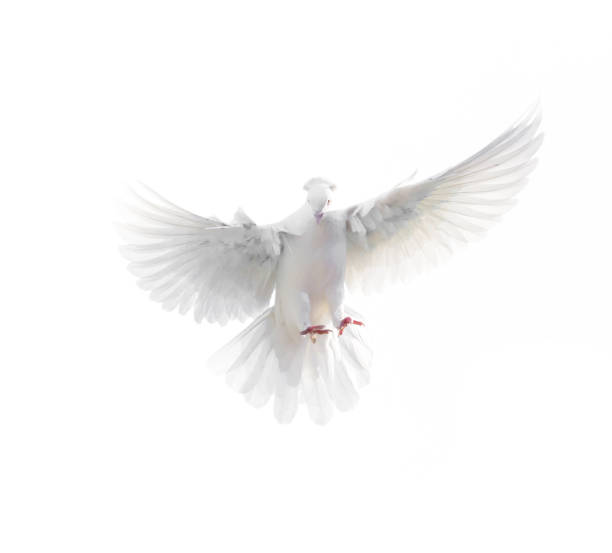 istock A free flying white dove isolated on a white background 665483216