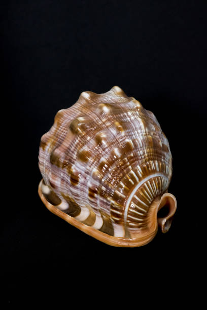 istock Sea beautiful unusual shell on a black background 665483254
