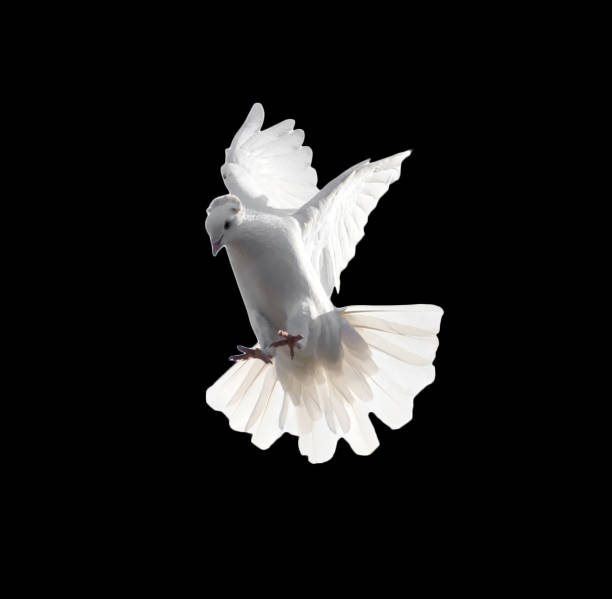 istock A free flying white dove isolated on a black background 665483286