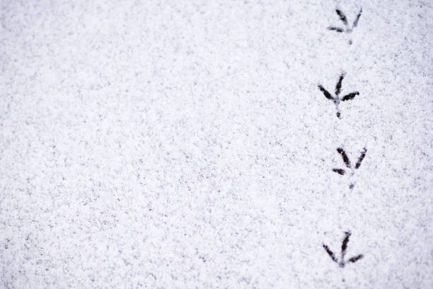 istock footprints of birds in the snow 665483338
