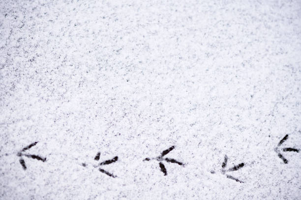 istock footprints of birds in the snow 665483438