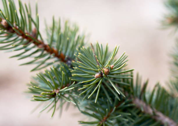 ramo di abete rosso blu primo-up con goccia rugiada - pine pine tree tree branch foto e immagini stock