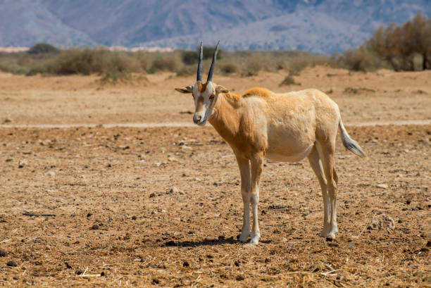 istock Baby of Sahara scimitar Oryx (Oryx leucoryx). 665483616