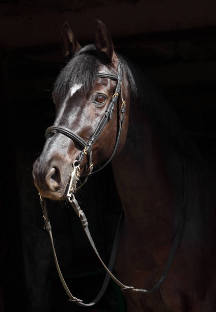 istock Black thoroughbred stallion in dark background 665483706