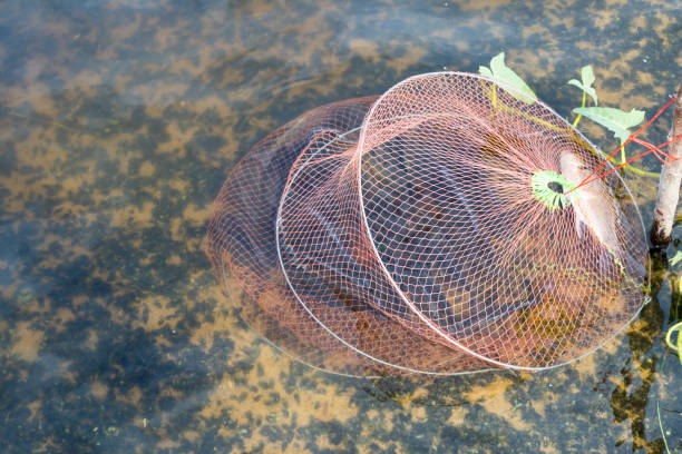 istock fish in fishcages for fisherman 665483716