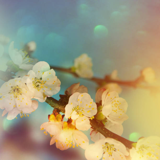 istock Spring Background.Spring flowers.Blossom tree over nature background. 665486182