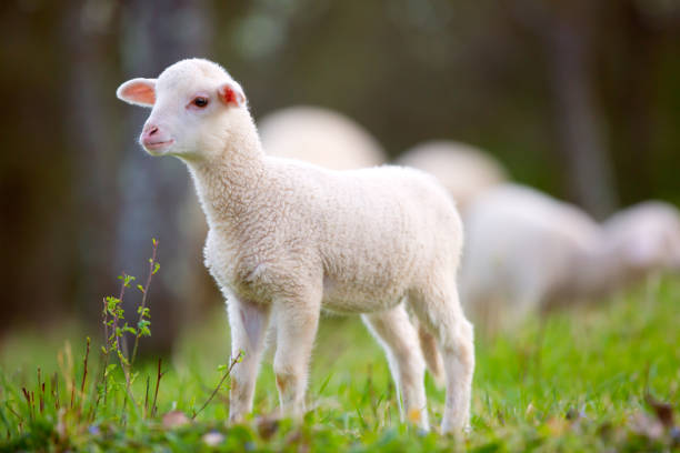 istock Lamb grazing on green grass meadow 665493012