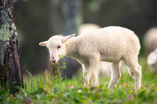 istock Lamb grazing on green grass meadow 665493484