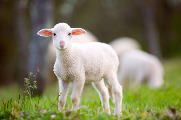lamb grazing on green grass meadow - cordeiro animal imagens e fotografias de stock