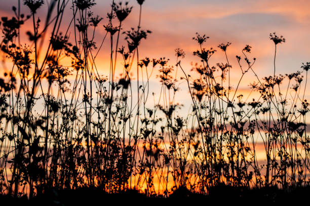 istock Silhouette of plants  at dusk 665496946