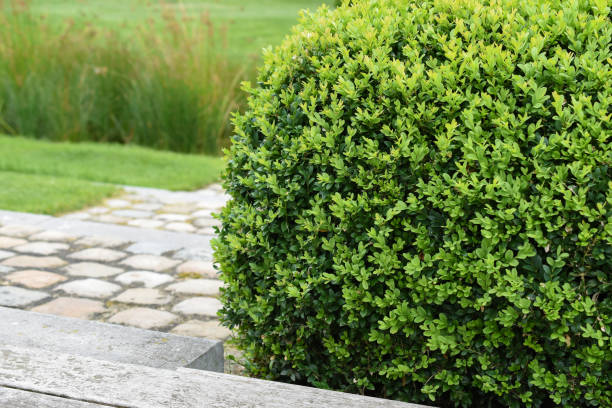 Buxus Sempervirens, boxwood plant Close up of trimmed evergreen boxwood plant, Buxus sempervirens, in garden. moth larvae pictures pictures stock pictures, royalty-free photos & images