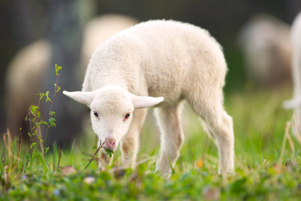 istock Lamb grazing on green grass meadow 665497090