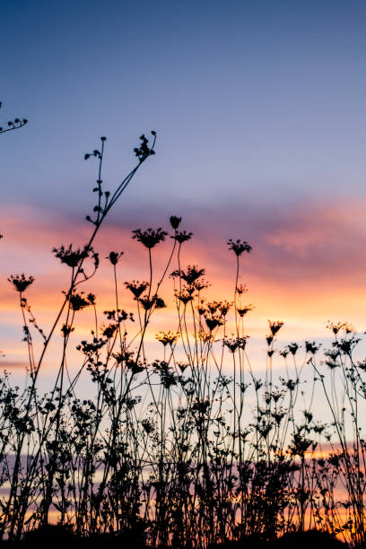 istock Silhouette of plants  at dusk 665497110