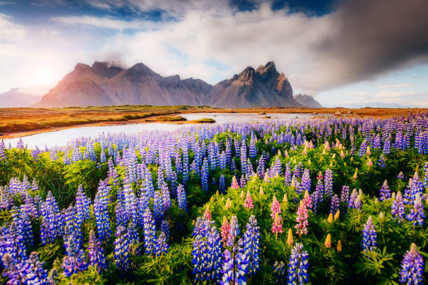 istock Magical lupine flowers glowing by sunlight. 665497612