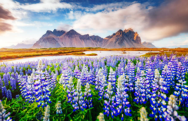 istock Magical lupine flowers glowing by sunlight. 665497674
