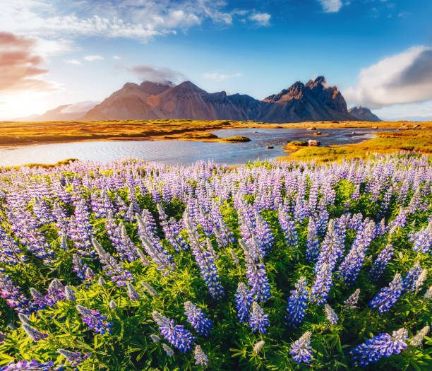 istock Magical lupine flowers glowing by sunlight. 665497750