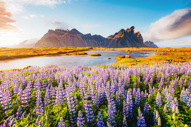 istock Magical lupine flowers glowing by sunlight. 665497776