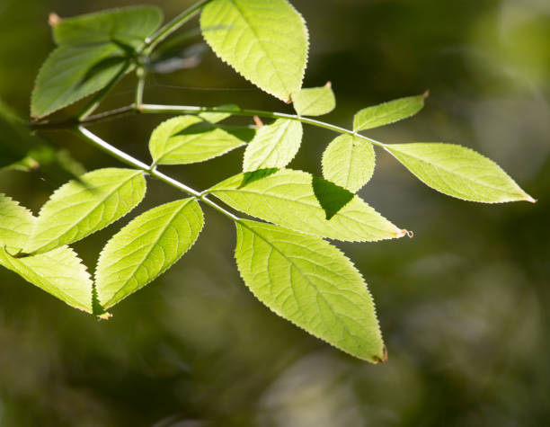 istock leaves on the tree in nature in autumn 665498020