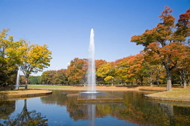 istock Autumn in the Yoyogi Park 665506818